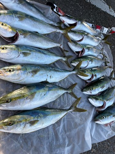 ハマチの釣果