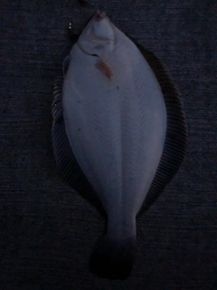 マコガレイの釣果