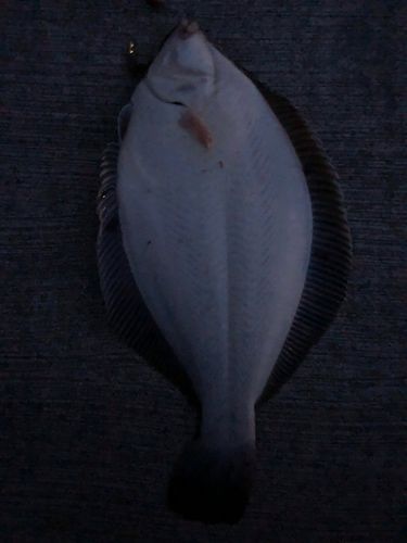 マコガレイの釣果