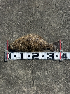 ソゲの釣果
