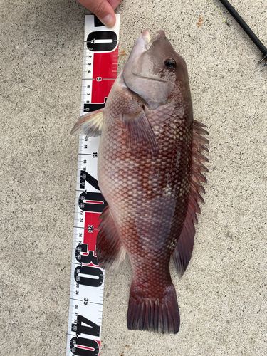 コブダイの釣果