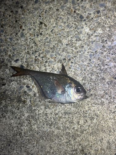 ハタンポの釣果