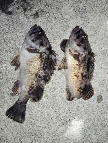 クロソイの釣果