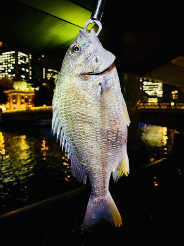 キビレの釣果