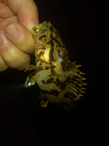 メバルの釣果
