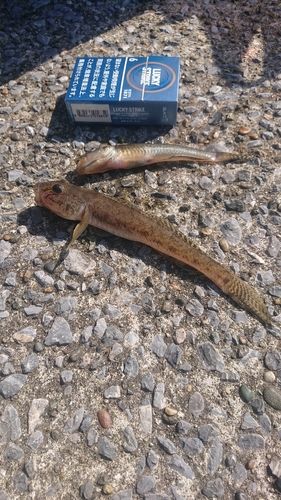ハゼの釣果