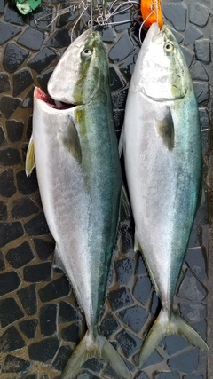 ブリの釣果