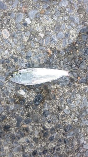ニシンの釣果・釣り情報まとめ【2026年最新】 - アングラーズ | 釣果