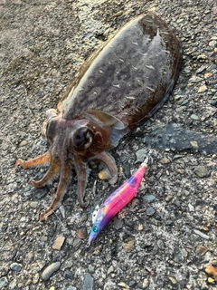 コウイカの釣果