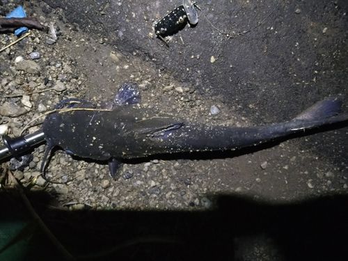 アメリカナマズの釣果