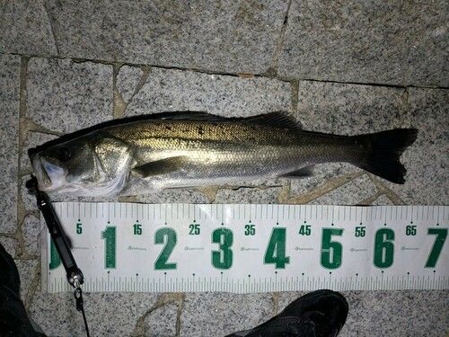 シーバスの釣果