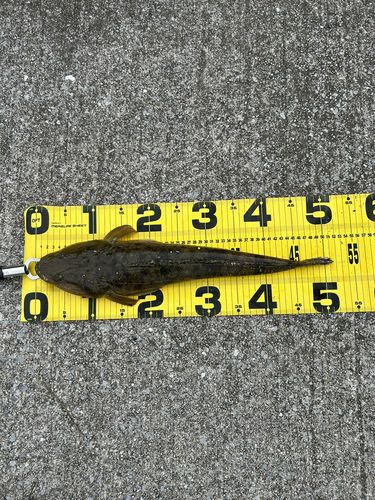 マゴチの釣果
