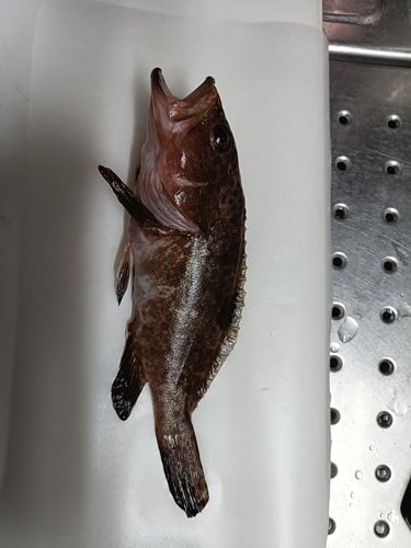 キジハタの釣果