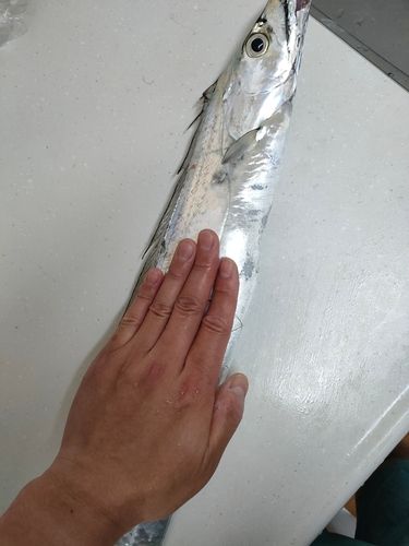 タチウオの釣果