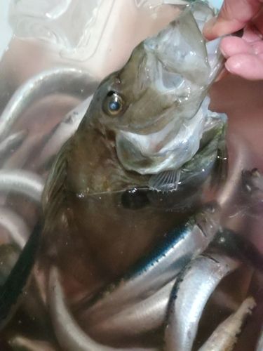 マトウダイの釣果