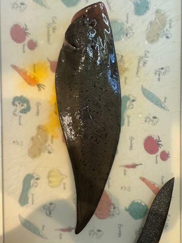 シタビラメの釣果