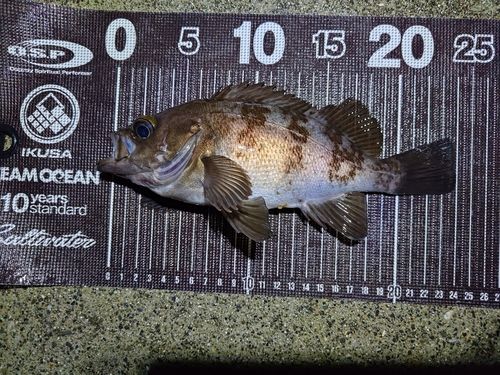 メバルの釣果