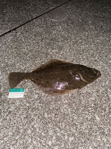 カレイの釣果