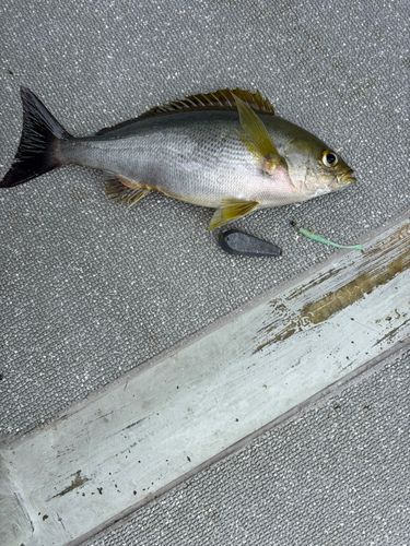 イサキの釣果
