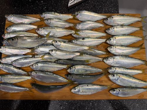ニシンの釣果・釣り情報まとめ【2026年最新】 - アングラーズ | 釣果 ニシンの釣果・釣り情報まとめ【2026年最新】 - アングラーズ | 釣果