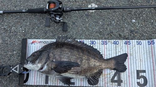 チヌの釣果