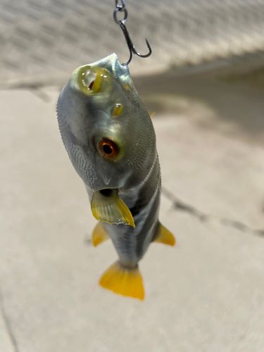 シマフグの釣果