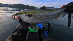 ワラサの釣果