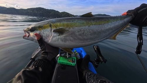 ワラサの釣果