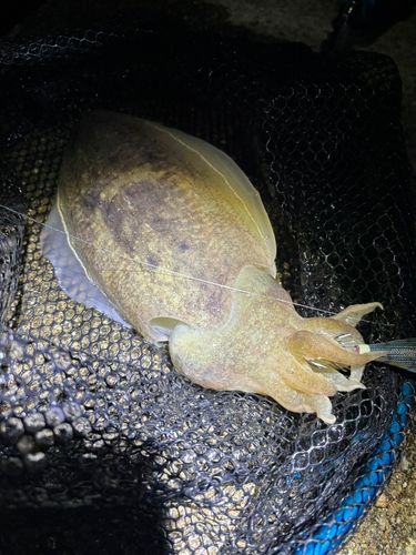 コウイカの釣果