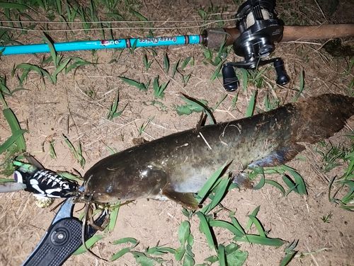 ナマズの釣果