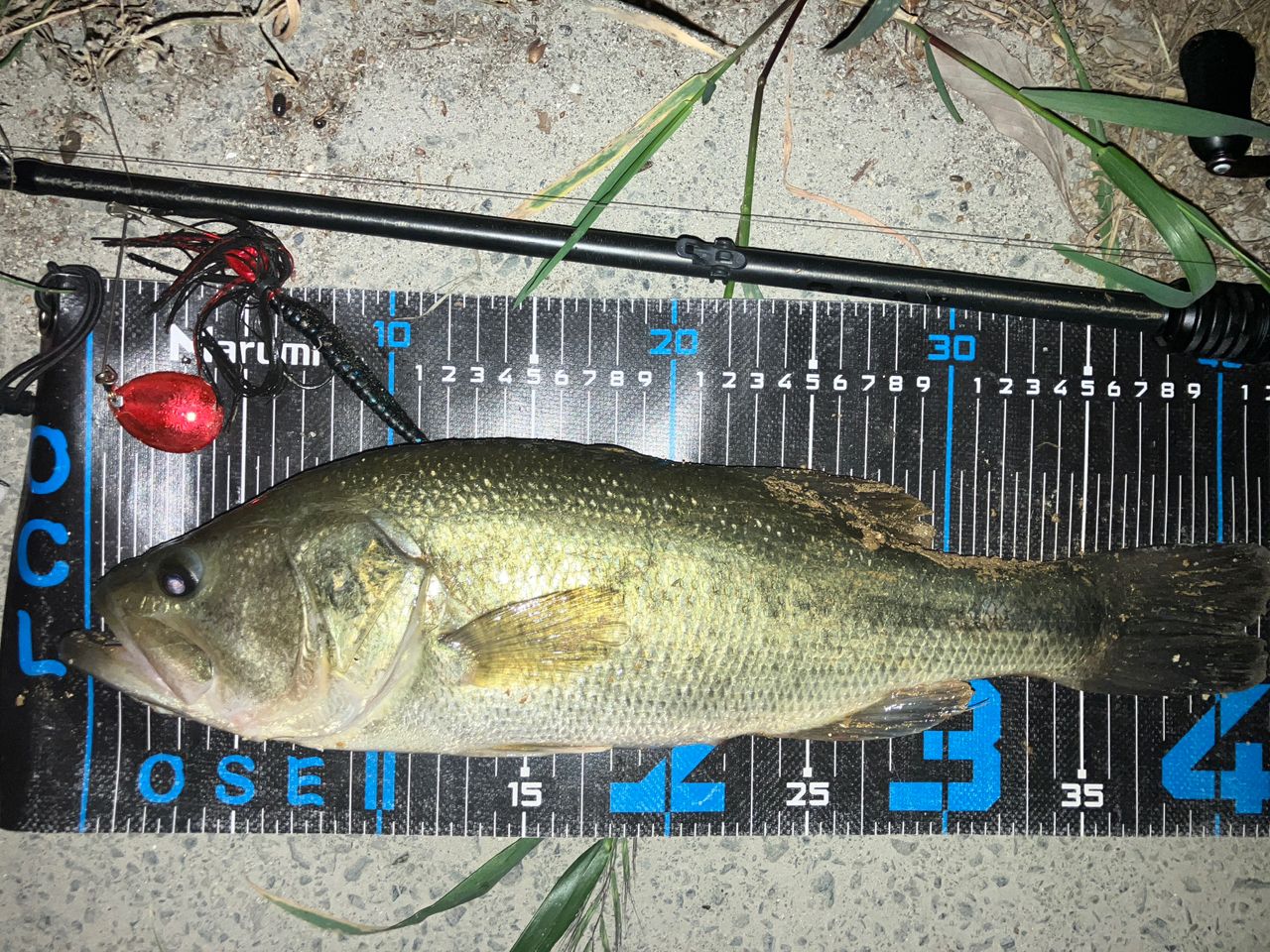 ブラックバスの釣果写真