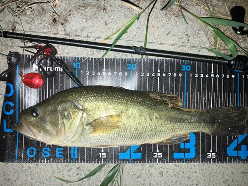 ブラックバスの釣果