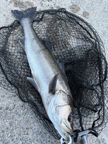 マルスズキの釣果