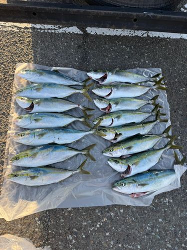 ハマチの釣果