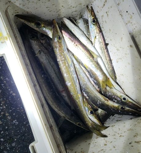 カマスの釣果
