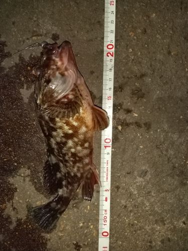 カサゴの釣果