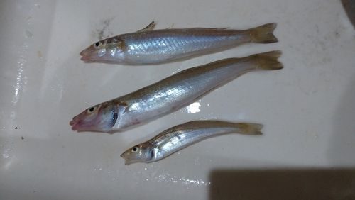 キスの釣果