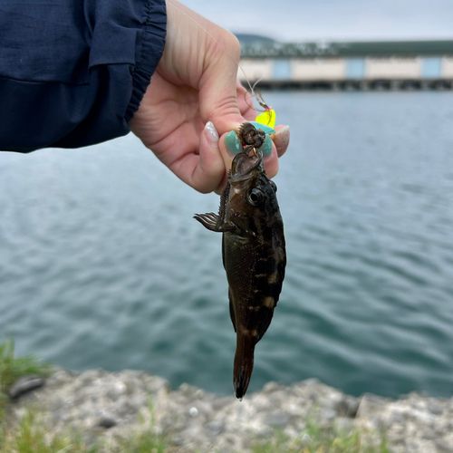ガヤの釣果