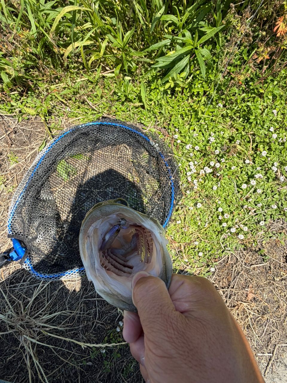 ブラックバスの釣果写真