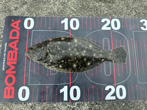 ソゲの釣果