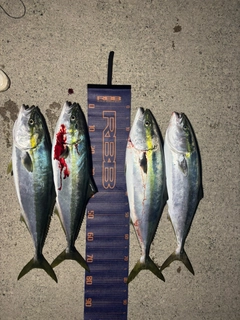 ブリの釣果