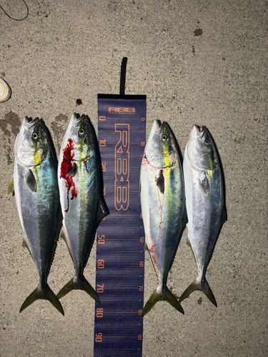 ブリの釣果