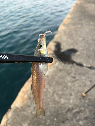 キスの釣果