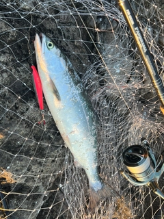 カラフトマスの釣果