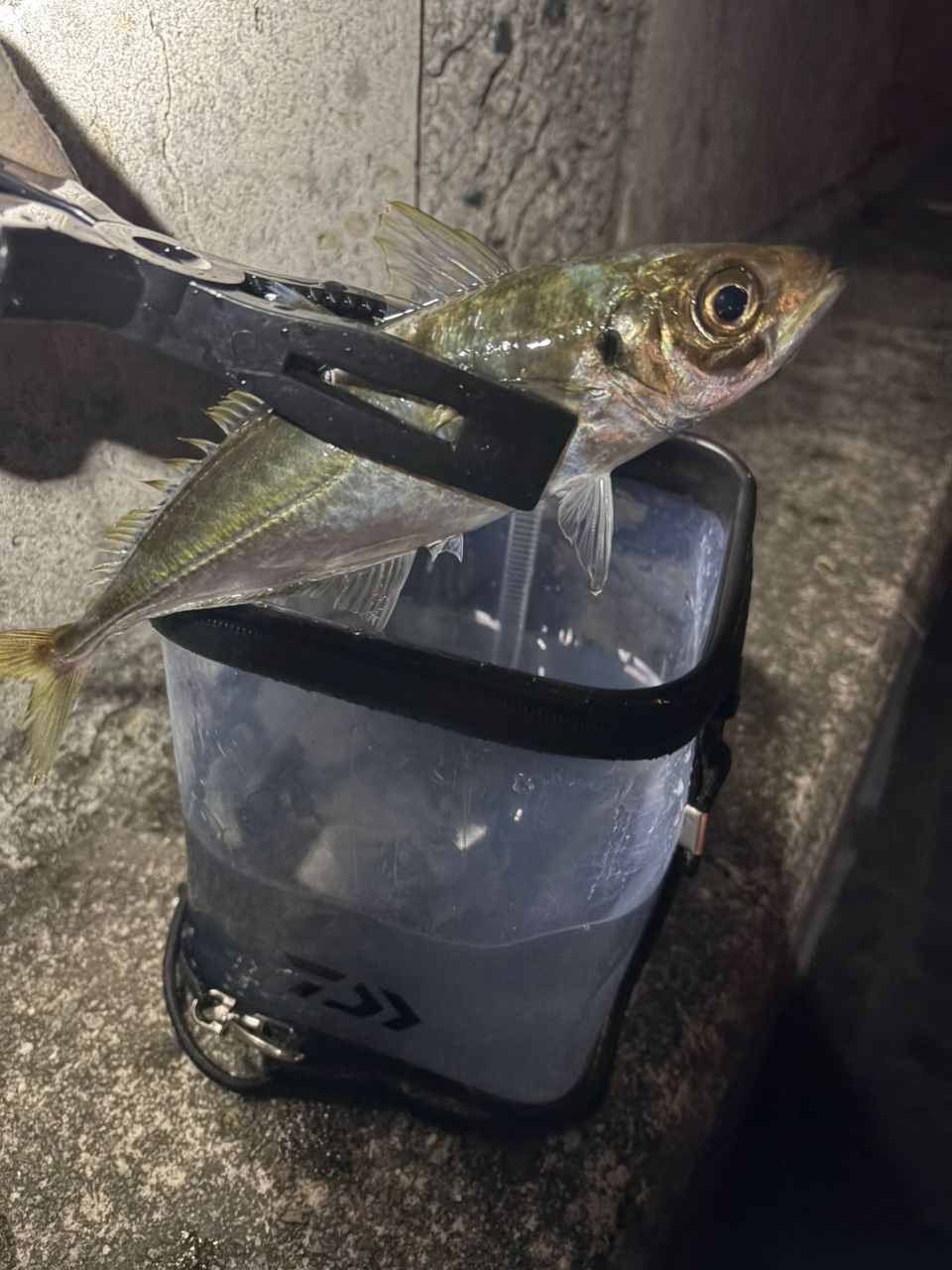 アジの釣果写真