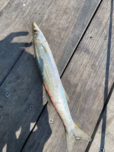 カマスの釣果