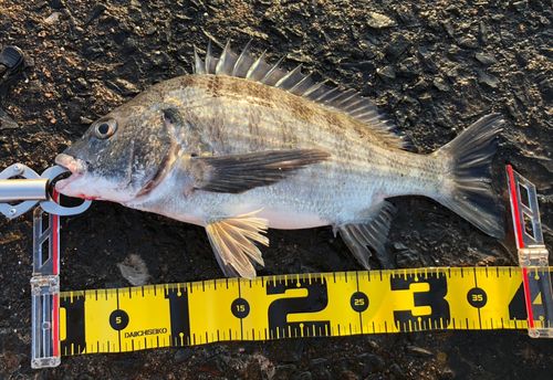 クロダイの釣果