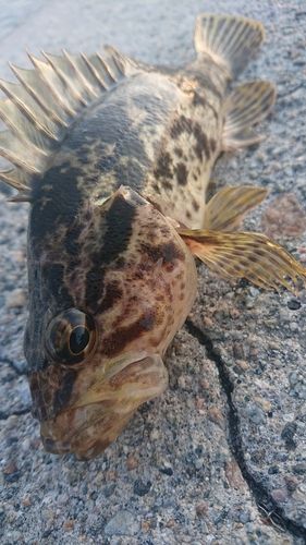 タケノコメバルの釣果