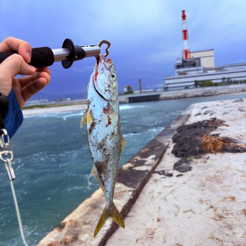 ワカシの釣果