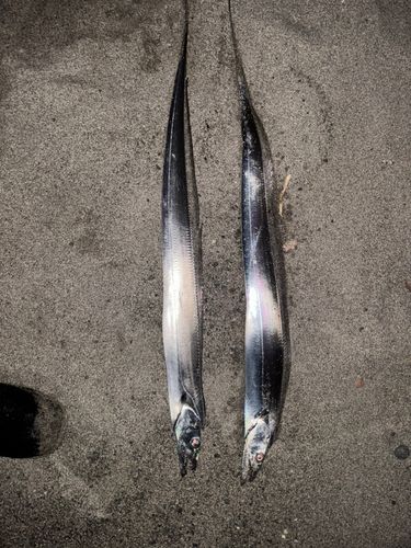 タチウオの釣果